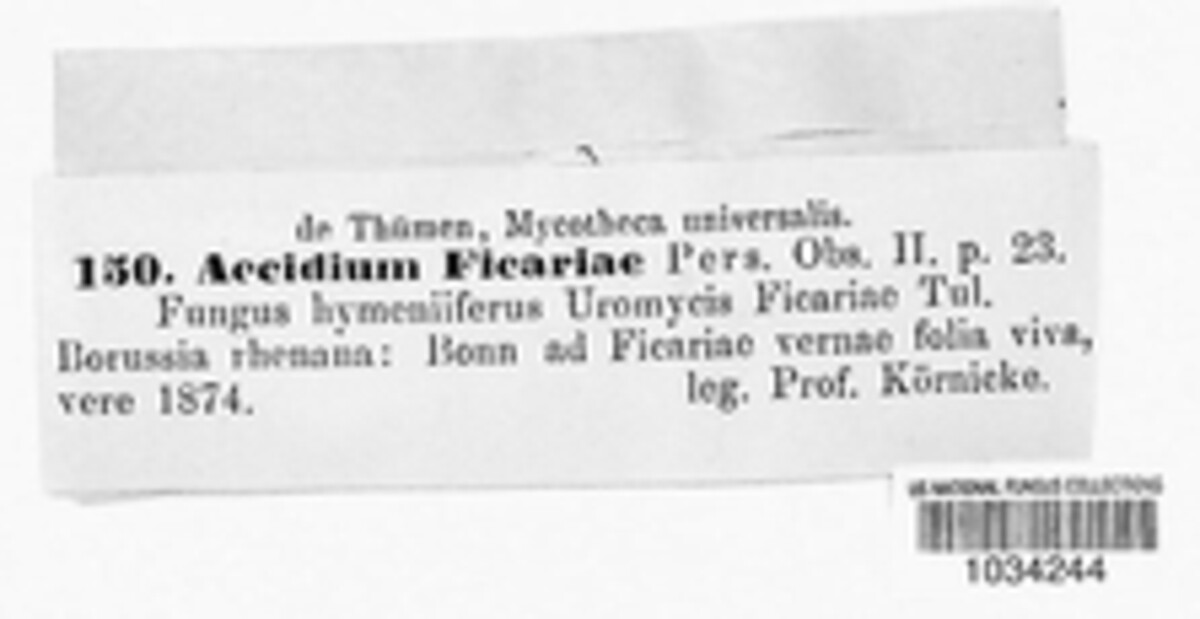 Uromyces ficariae image